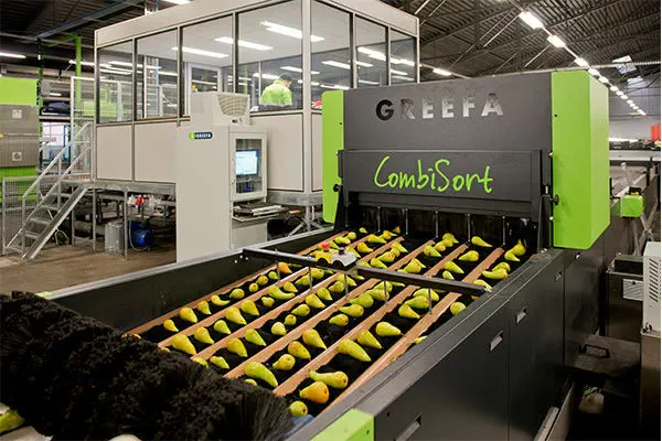 fruit sorting machine industrial application