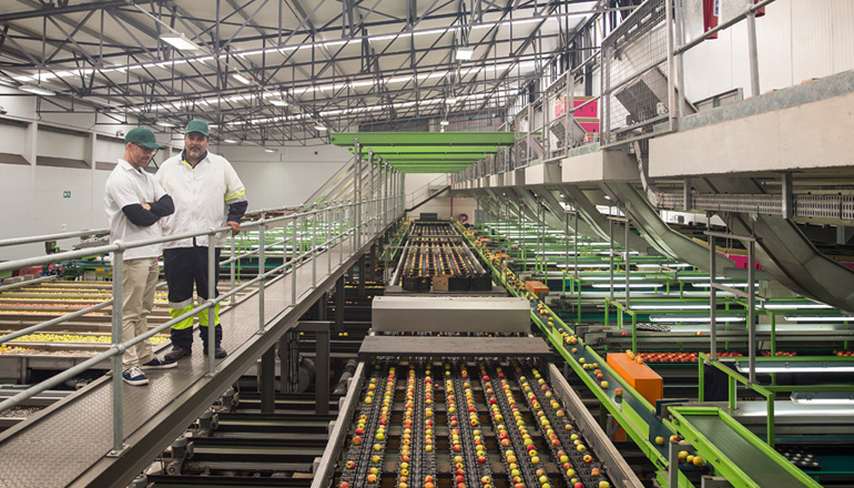 machine sorting fruit equipment