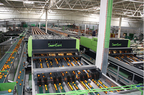 machine sorting fruit industrial application