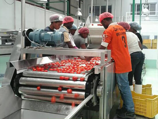machine sorting fruit industrial application