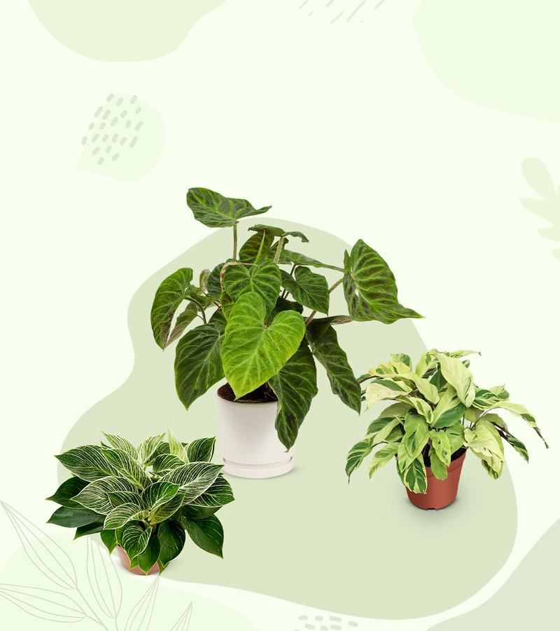 Young Plants | Wholesale Tissue Culture Plants Supplier, Seedling & Plug Plants